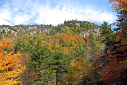 Autumnal Foliage